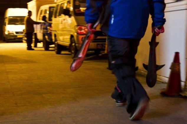 صورة لقرشين نفقا خارج الحوض