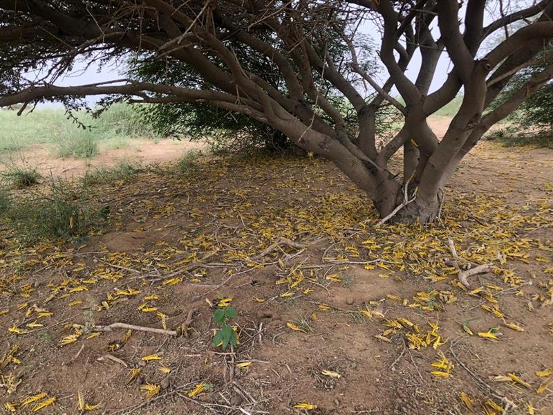 مكافحة الجراد الصحراوي بجهود استباقية في 3 مناطق