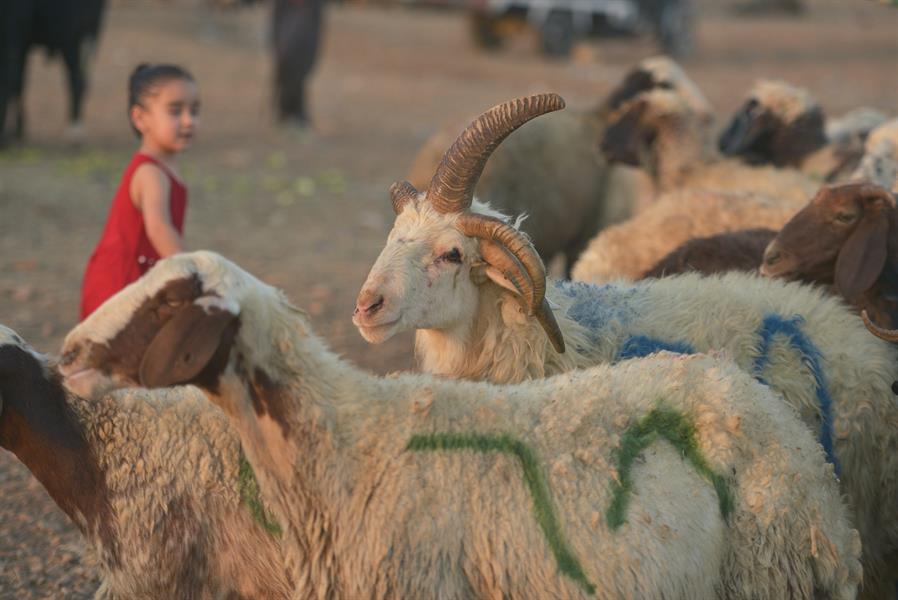 كبش بخمسة قرون في العراق