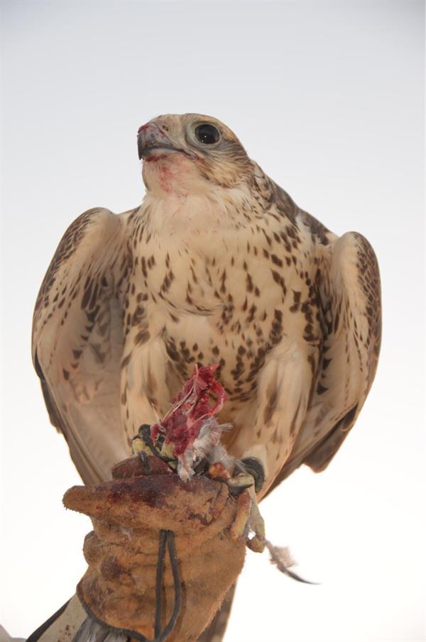 الصورة الصورة