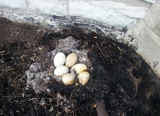 بالصور ..  أوزة ترقد على بيضها رغم اشتعال النيران بعشها