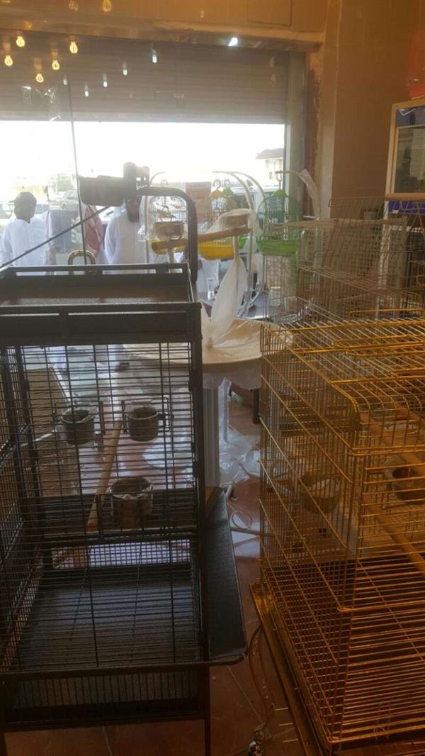 مجهولون يسرقون ببغاوات