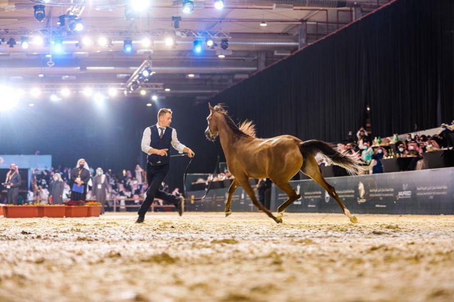 اختتام بطولة المملكة لجمال الخيل العربية الأصيلة (كحيلة)