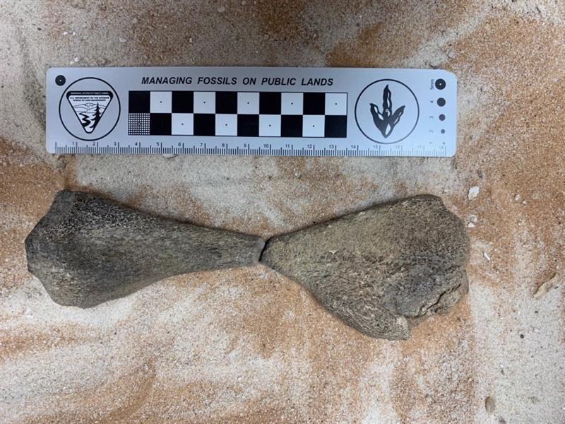 اكتشاف بقايا زواحف بحرية تعود لـ 80 مليون سنة غرب المملكة 