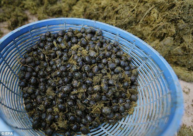 اغلى قهوة من فضلات الفيلة