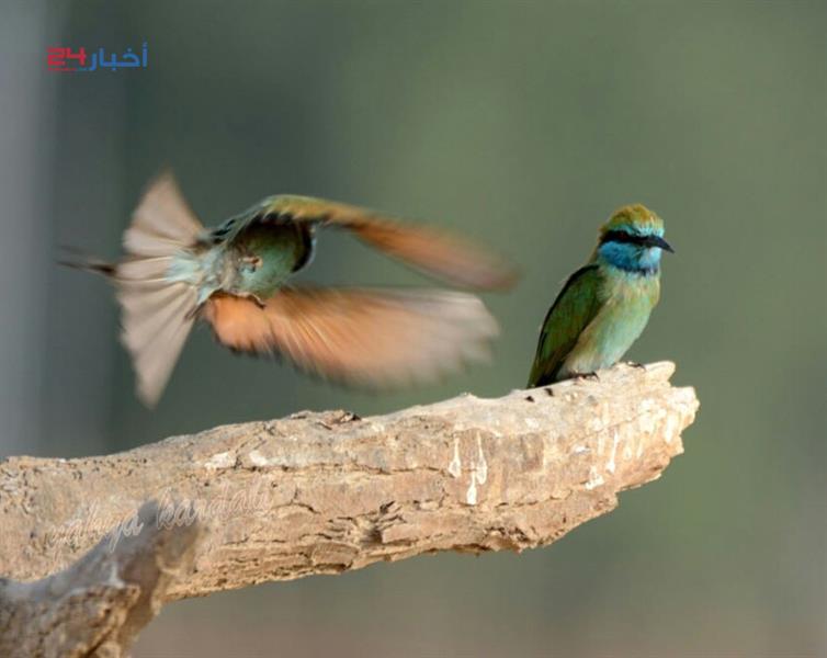 طيور نادرة تعيش في جازان وأنواع مهددة بالانقراض طيور نادرة تعيش في جازان وأنواع مهددة بالانقراض