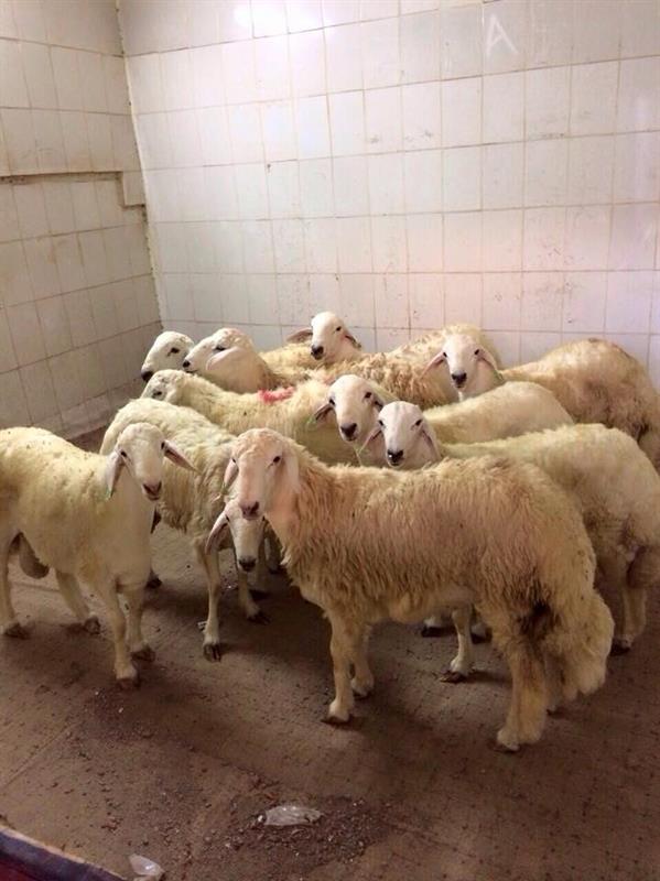 اغلاق مطاعم