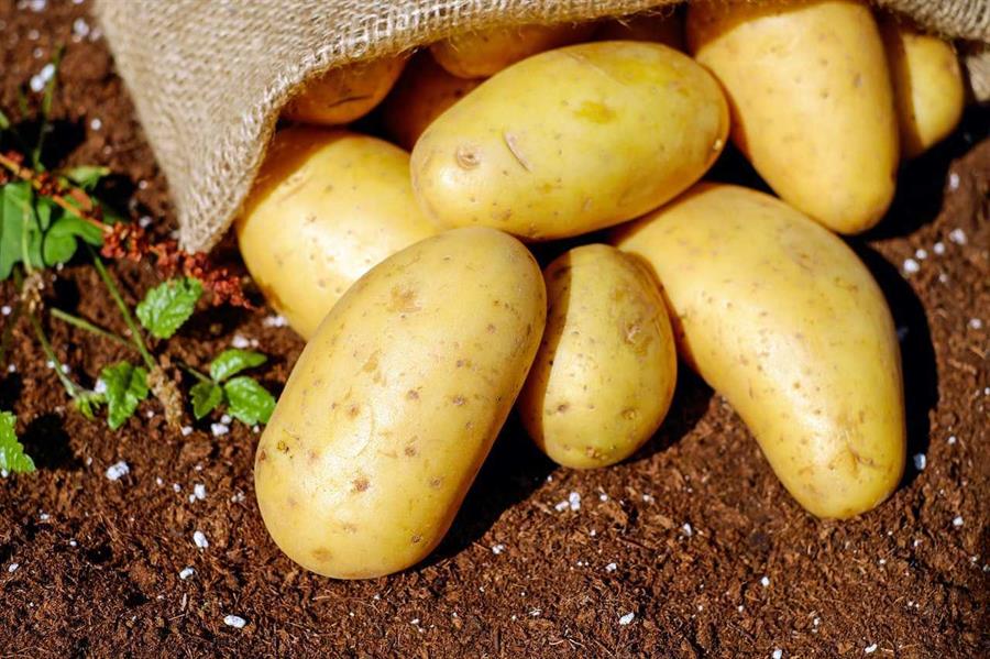 البطاطس