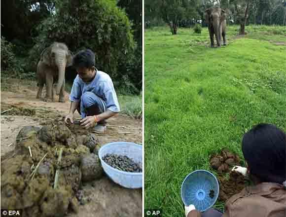 اغلى قهوة من فضلات الفيلة