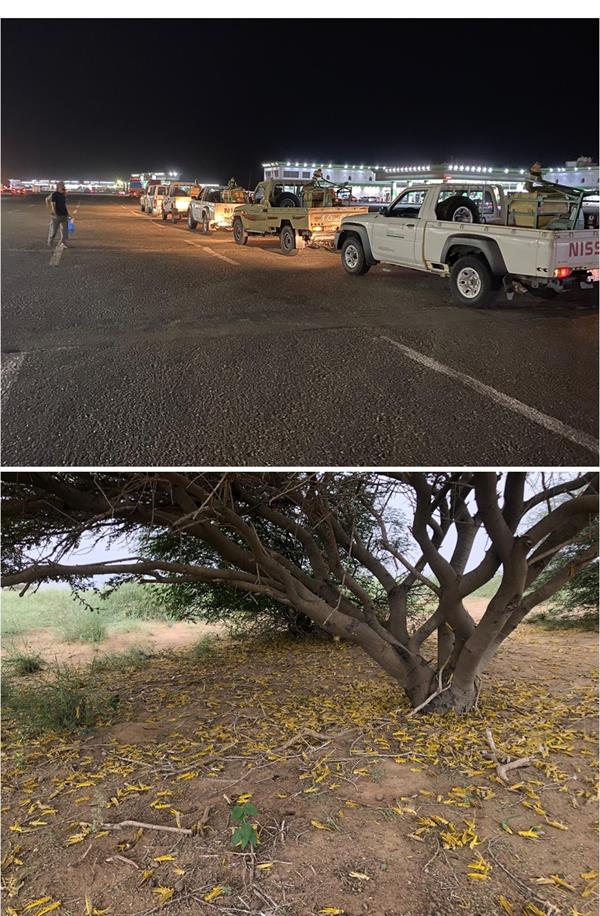 مكافحة الجراد الصحراوي بجهود استباقية في 3 مناطق 