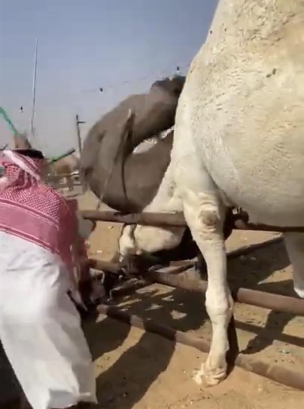 صراع عنيف بين جملين.. وأشخاص يحاولون الفصل بينهما بـ"العصي" 