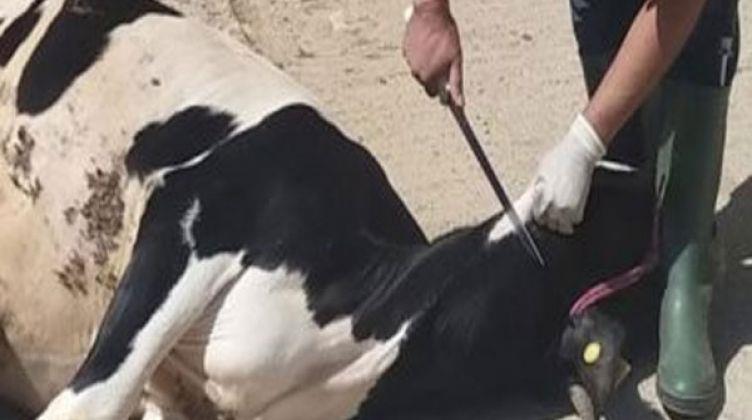 ليس في المملكة فقط.. ارتفاع أسعار الأضاحي يعمّ الدول العربية جراء تداعيات الحرب الأوكرانية