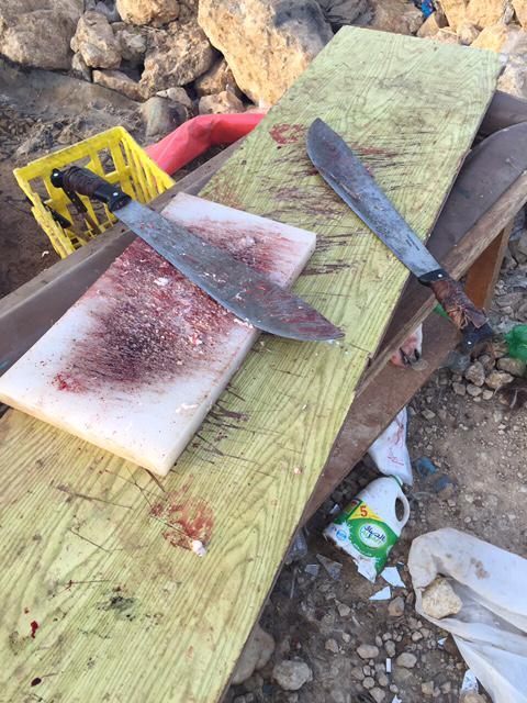 أمانة الرياض تضبط 4 مسالخ عشوائية