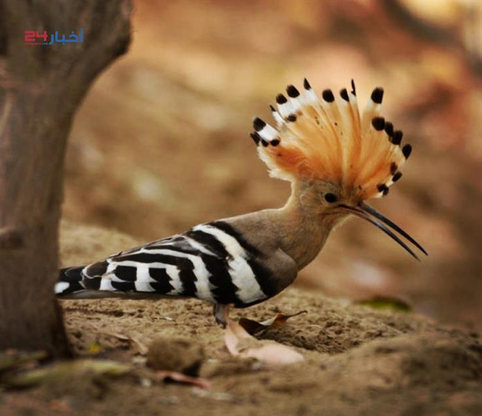 طيور نادرة تعيش في جازان وأنواع مهددة بالانقراض طيور نادرة تعيش في جازان وأنواع مهددة بالانقراض