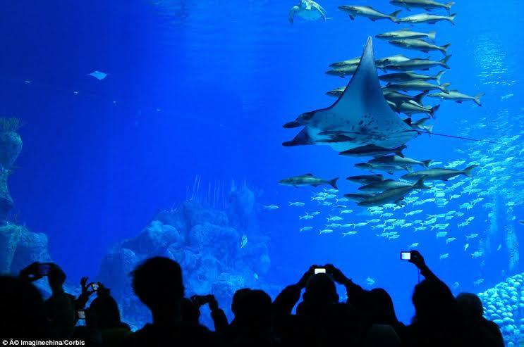 الصين تعرض أكبر حوض سمك في العالم 