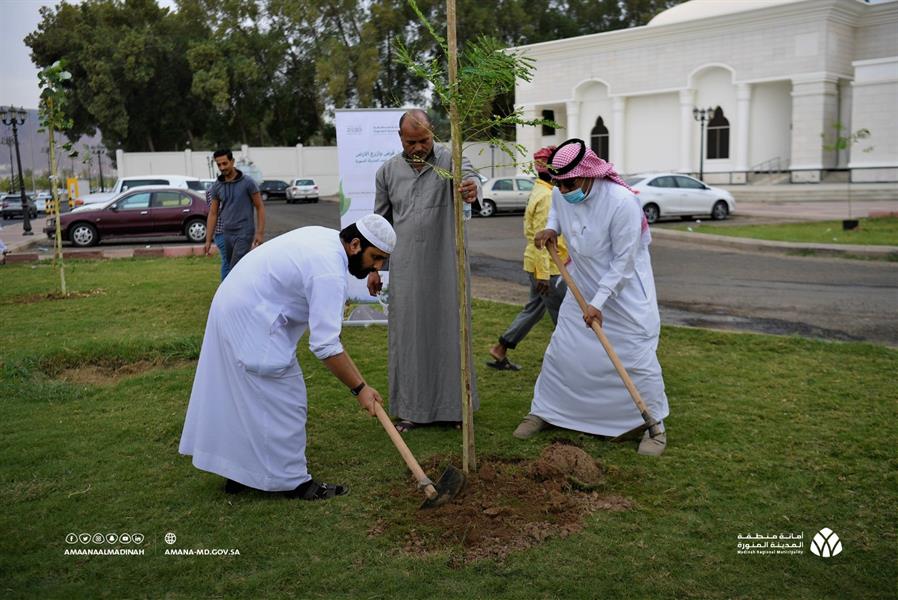 أمانة المدينة المنورة تطلق مبادرة تشجير ساحات المساجد بالمدينة أمانة المدينة المنورة تطلق مبادرة تشجير ساحات المساجد بالمدينة