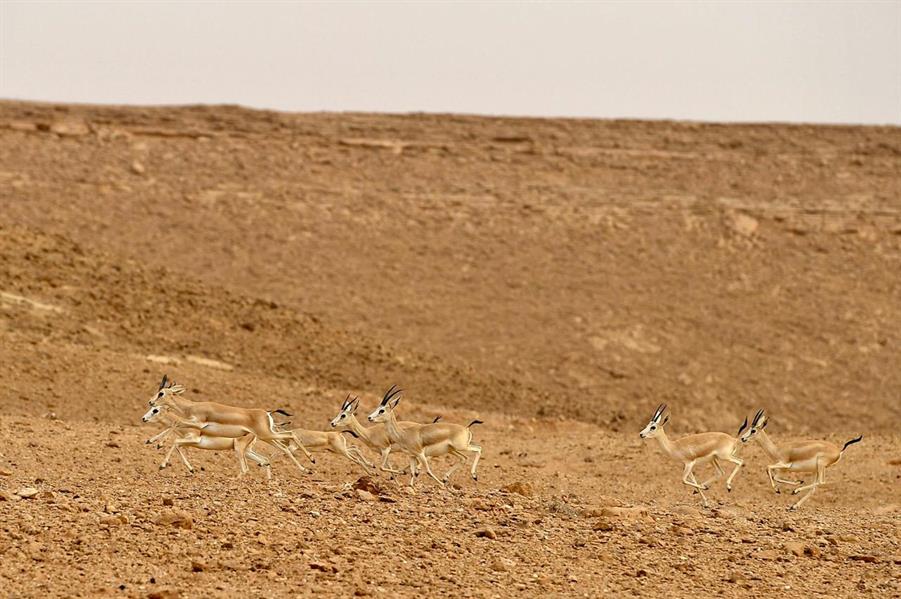 تسجيل 15 ولادة جديدة لظباء الريم بمتنزه الغاط