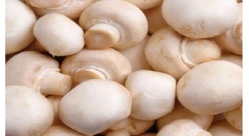 خطورة المعلب