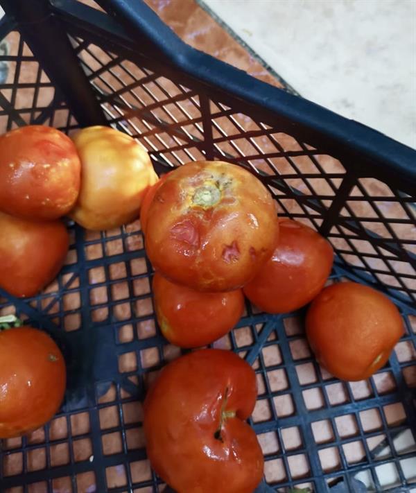 محافظة الوجه