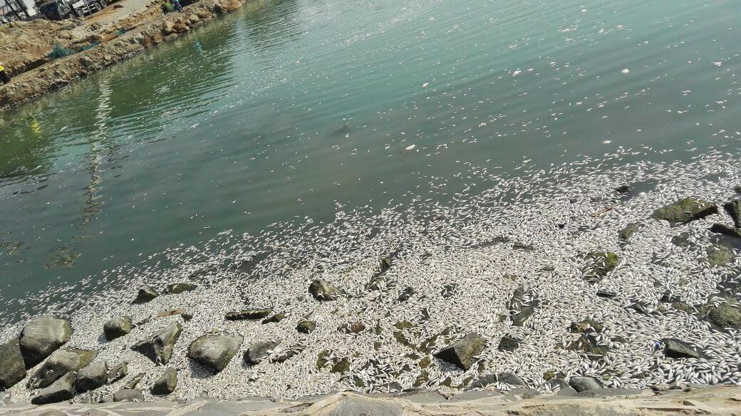 بالفيديو.. نفوق آلاف الأسماك بكورنيش جدة.. و