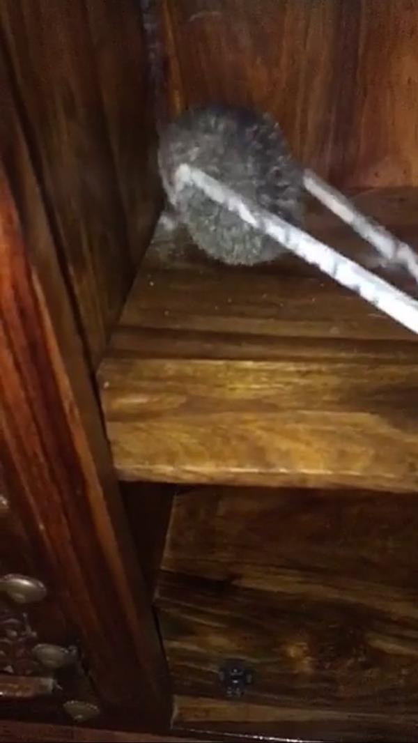 الصور الصور