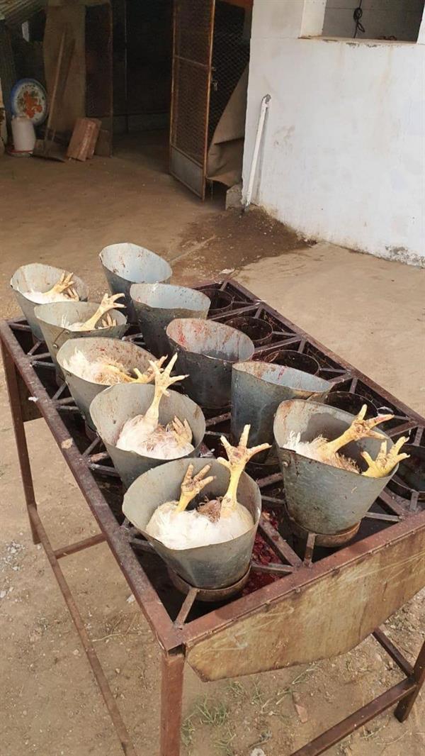 إغلاق مسلخ دواجن مُخالف داخل حوش في بلجرشي إغلاق مسلخ دواجن مُخالف داخل حوش في بلجرشي