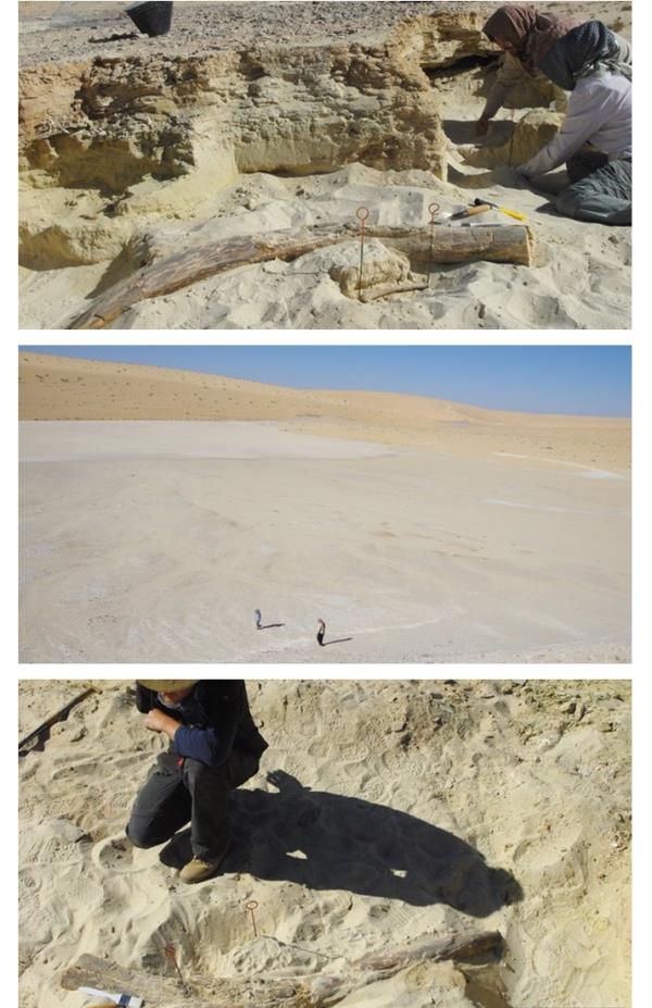 اكتشاف بقايا فيل عملاق في بحيرة بصحراء النفود