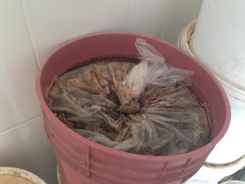 المخللات في احواض ملوثة بالحشرات