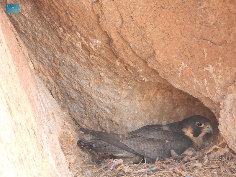 إنتاج 60 فرخًا من الصقور المهددة بالانقراض