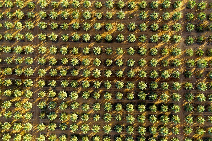 أكثر من 31 مليون نخلة في المملكة على مساحة 107 آلاف هكتار تنتج 1.5 مليون طن من التمور سنوياً (صور) أكثر من 31 مليون نخلة في المملكة على مساحة 107 آلاف هكتار تنتج 1.5 مليون طن من التمور سنوياً (صور)