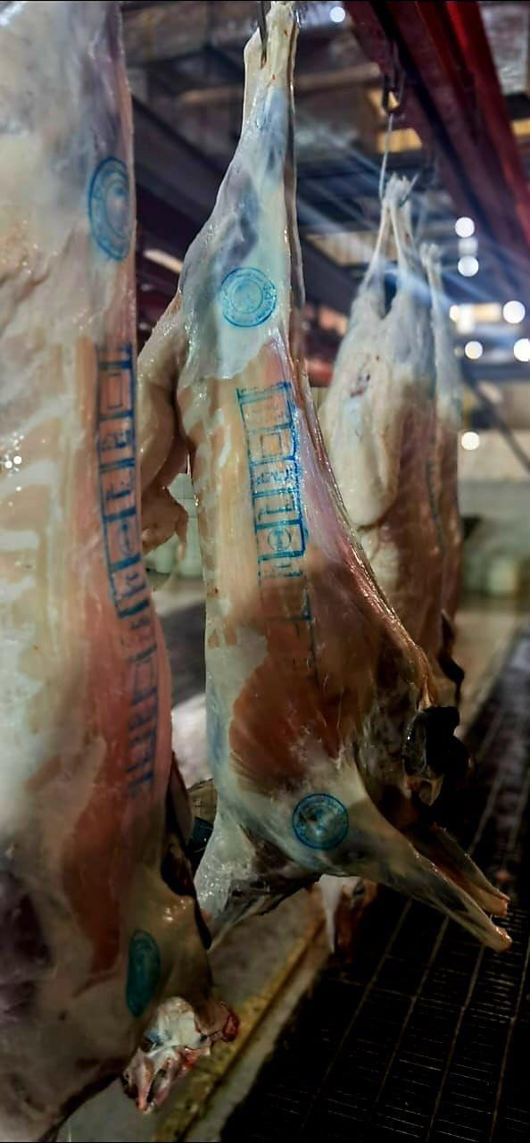 ليس في المملكة فقط.. ارتفاع أسعار الأضاحي يعمّ الدول العربية جراء تداعيات الحرب الأوكرانية