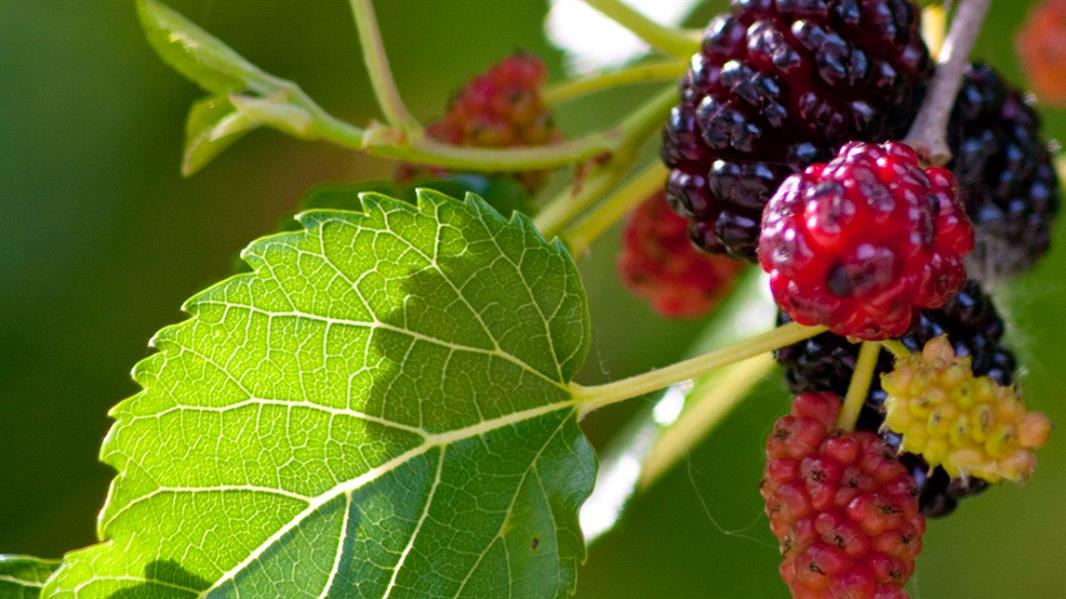 اوراق الفواكه اوراق الفواكه