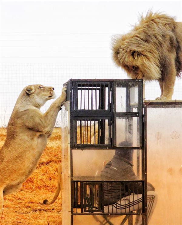 محميّة طبيعية في جنوب أفريقيا تضع زوارها في أقفاص زجاجية وسط الأسود البرية