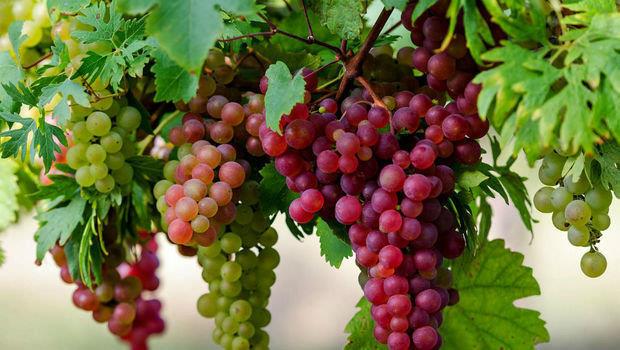 مضاد للالتهابات ويعزز صحة العظام.. فوائد عديدة للجسم من تناول العنب