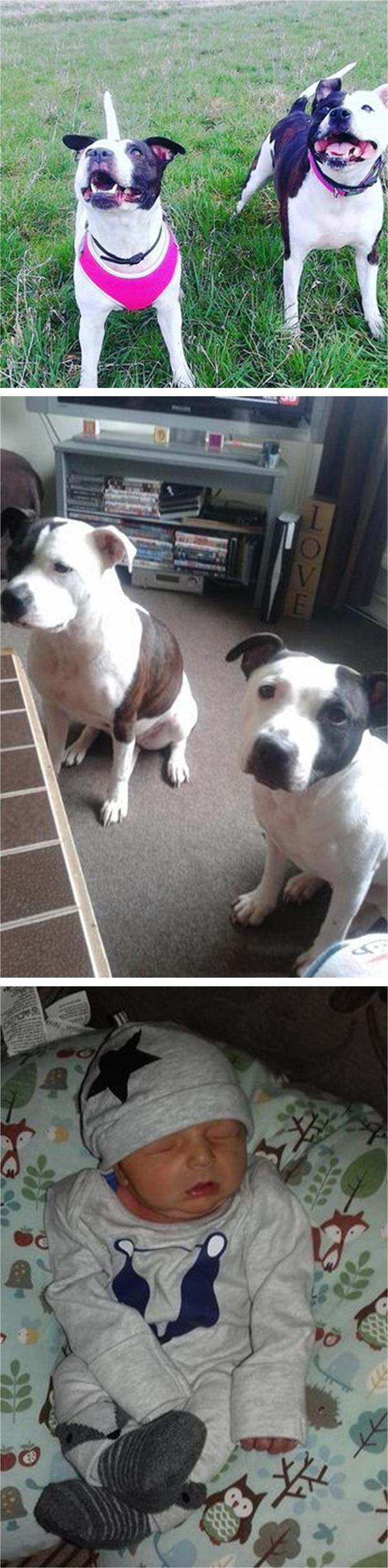 كلب ينهي حياة رضيع في بريطانيا 