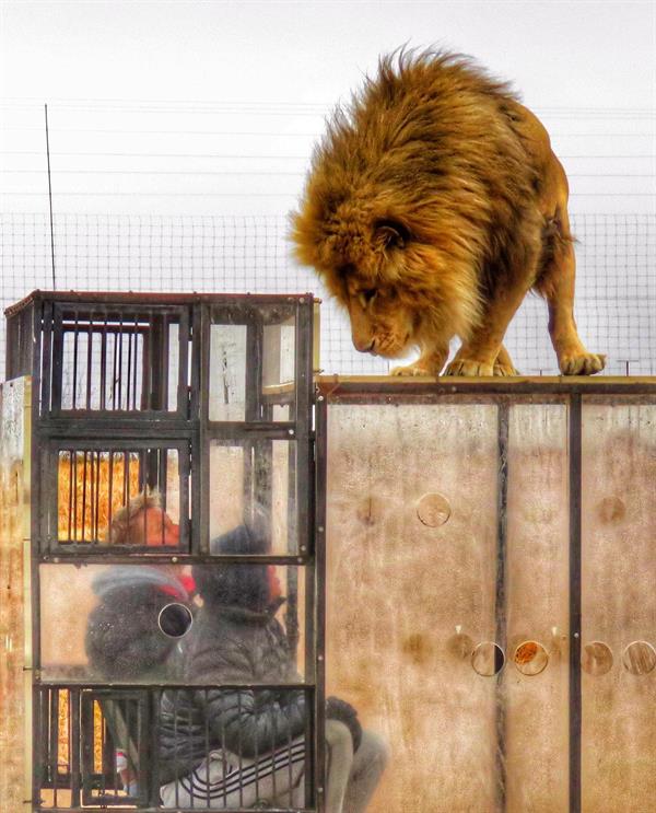 محميّة طبيعية في جنوب أفريقيا تضع زوارها في أقفاص زجاجية وسط الأسود البرية