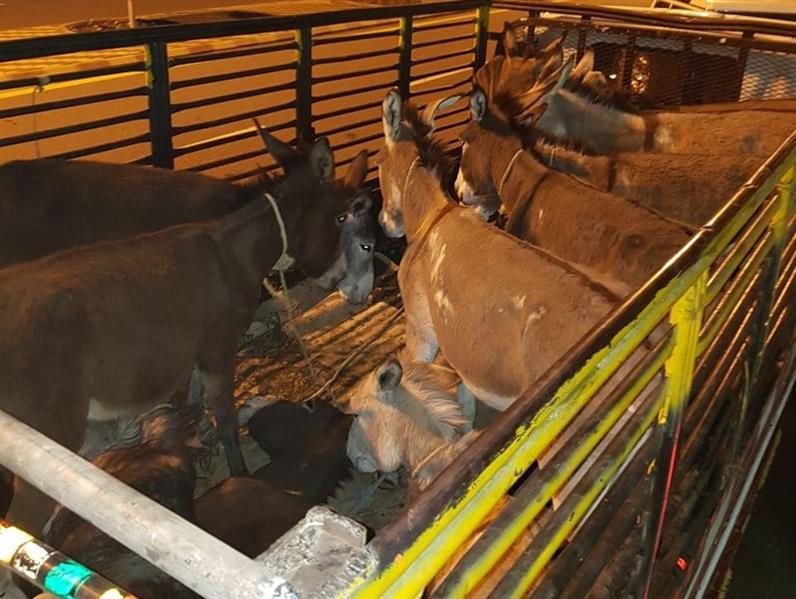 بالصور.. ضبط باكستاني تورط في نقل 3 مخالفين و 14 حماراً بـ