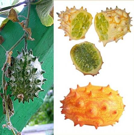 فاكهة الـكيوانو