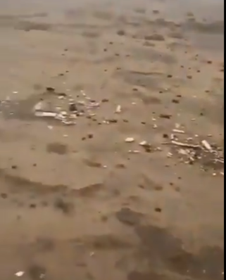  مواطن يعثر على رفات موتى متناثرة بالقنفذة ويطالب الجهات المختصة بالتدخل   