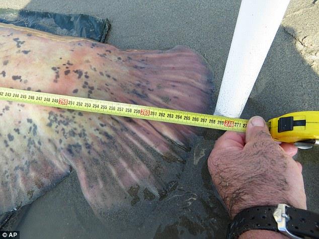 سمكة السلور