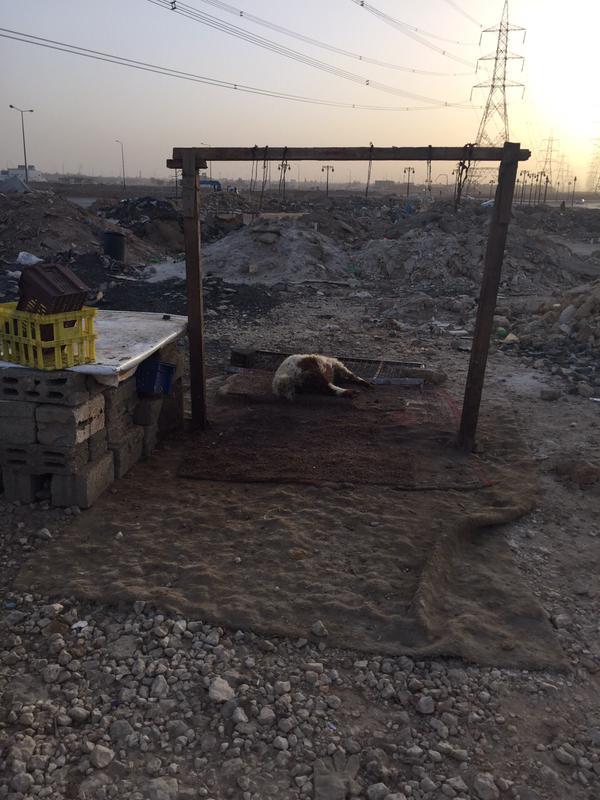 أمانة الرياض تضبط 4 مسالخ عشوائية