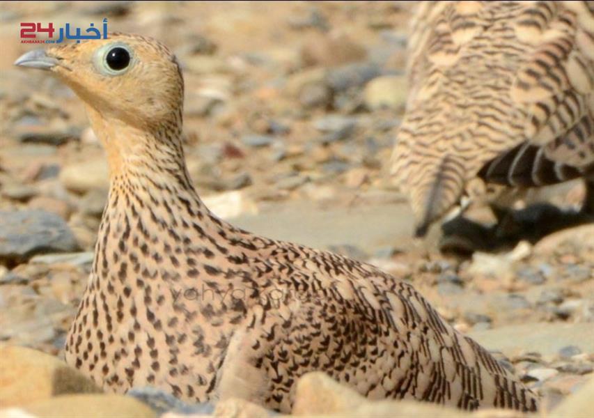 طيور نادرة تعيش في جازان وأنواع مهددة بالانقراض طيور نادرة تعيش في جازان وأنواع مهددة بالانقراض
