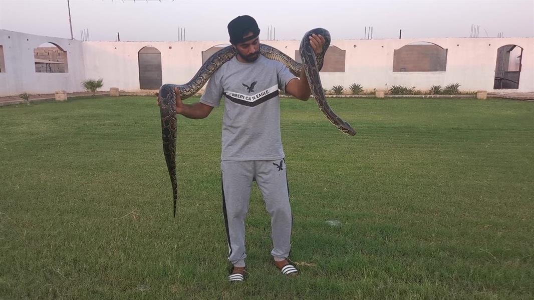 يمتلك 100 ثعبان وتمساحين.. قصة شاب سعودي يهوى تربية الحيوانات غير الأليفة 