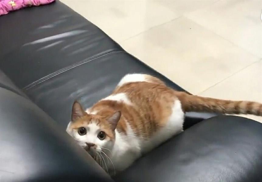 توظيف قطة ضمن فريق للصلح بين المتخاصمين