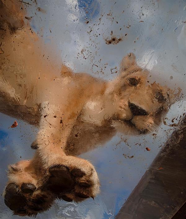 محميّة طبيعية في جنوب أفريقيا تضع زوارها في أقفاص زجاجية وسط الأسود البرية