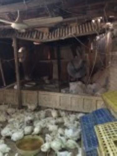 مصادرة ٣ آلاف دجاجة وإغلاق مطعم شهير بمكة