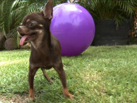 الكلبة ميراكل ميلي