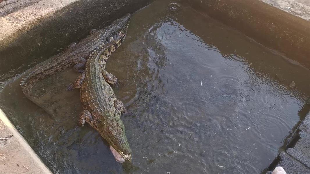 يمتلك 100 ثعبان وتمساحين.. قصة شاب سعودي يهوى تربية الحيوانات غير الأليفة 