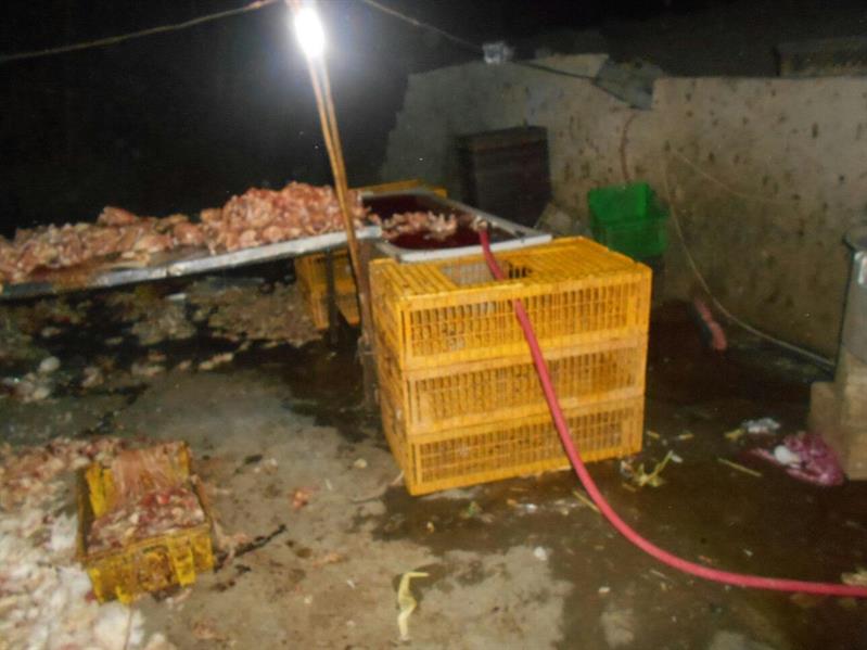  بالصور بلدية الجموم تضبط مزرعة دواجن مخالفة بطريق هدى الشام