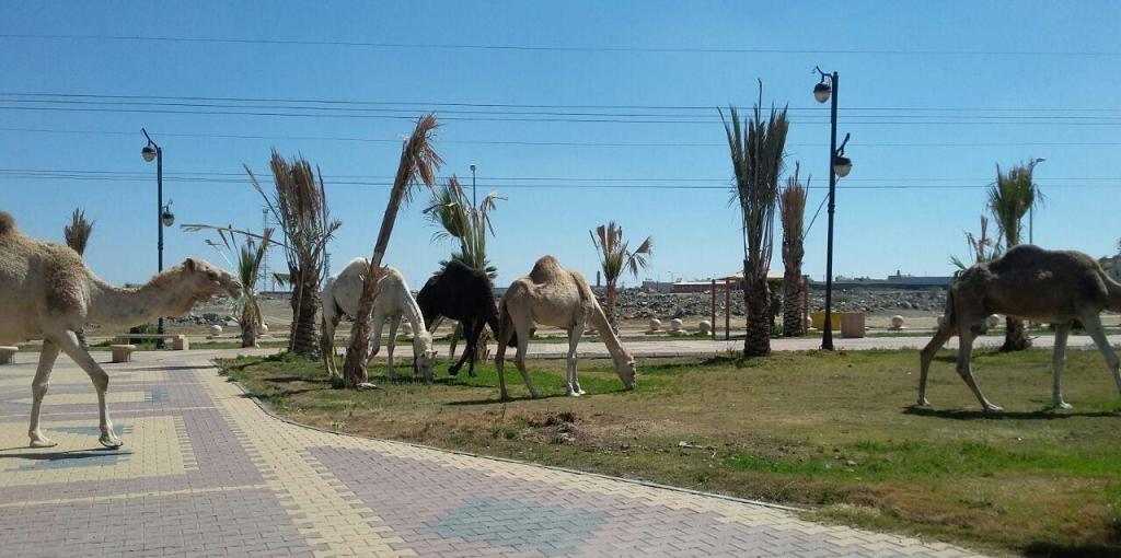 شاهد.. تحويل ممشى عام إلى مرعى للإبل.. بلدية خميس مشيط ترد وتكشف عن تهديد ملاكها مراقبي البلدية